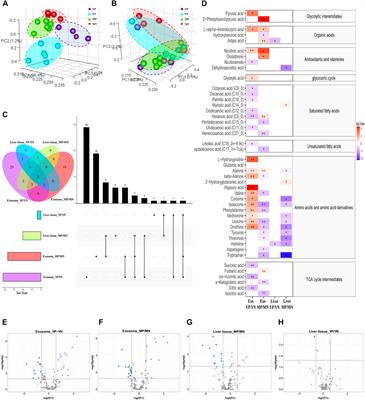 The complex metabolic interactions of liver tissue and hepatic exosome in PCOS mice at young and middle age